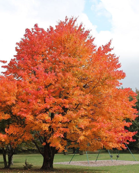 Sugar Maple (12-24"bare root) Bundle of 25