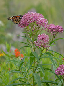 Rose Milkweed