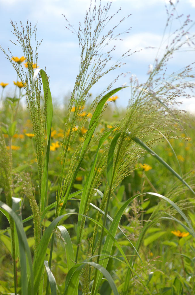 Switchgrass