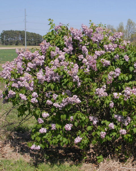 Common Lilac (12-24" bare root) Bundle of 25