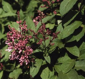 Villosa Lilac (12-24" bare root) Bundle of 25