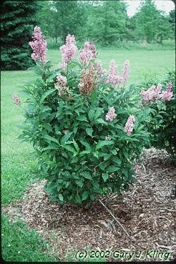 Villosa Lilac (12-24" bare root) Bundle of 25