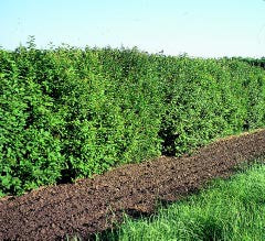 Villosa Lilac (12-24" bare root) Bundle of 25