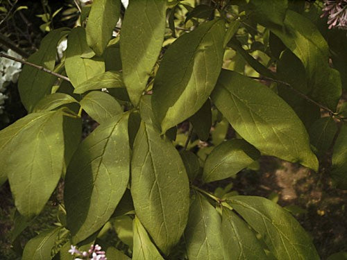 Villosa Lilac (12-24" bare root) Bundle of 25