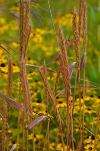 Virginia Wild Rye