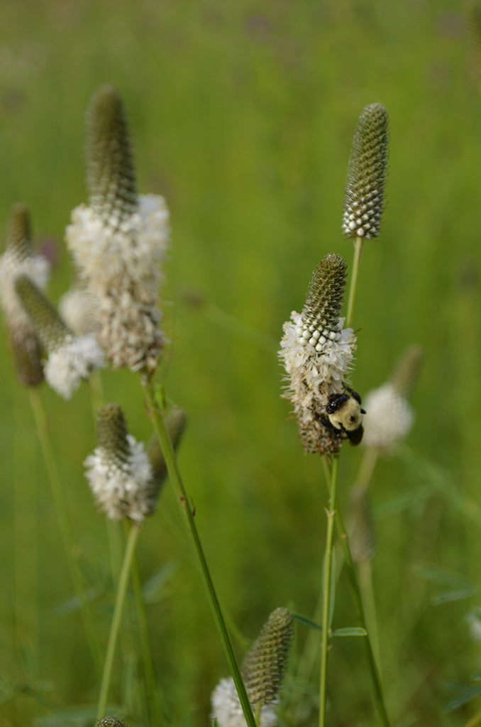 White Prairie Clover