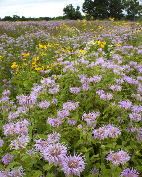 Wild Bergamot