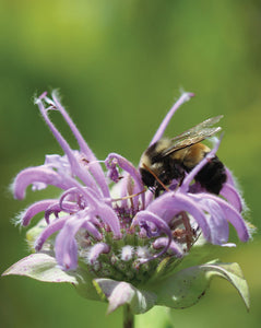 Wild Bergamot