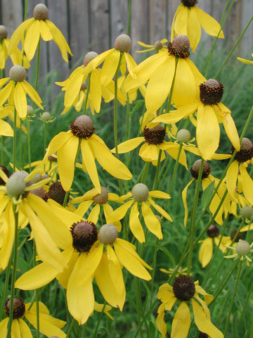 Yellow Coneflower