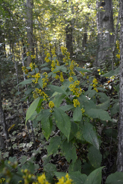 Native Plant Kit - Part Shade Garden