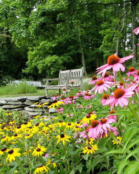 Native Plant Kit - Short & Tidy