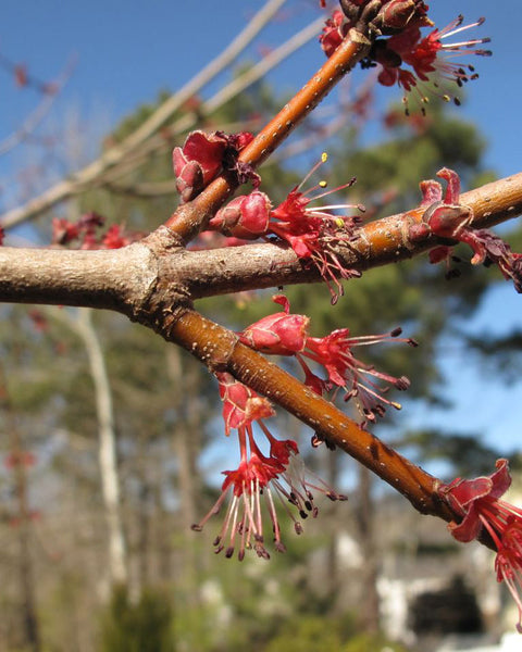 Red Maple (12-24" bare root) Bundle of 25