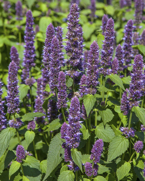 Native Plant Kit - Backyard Prairie Kit