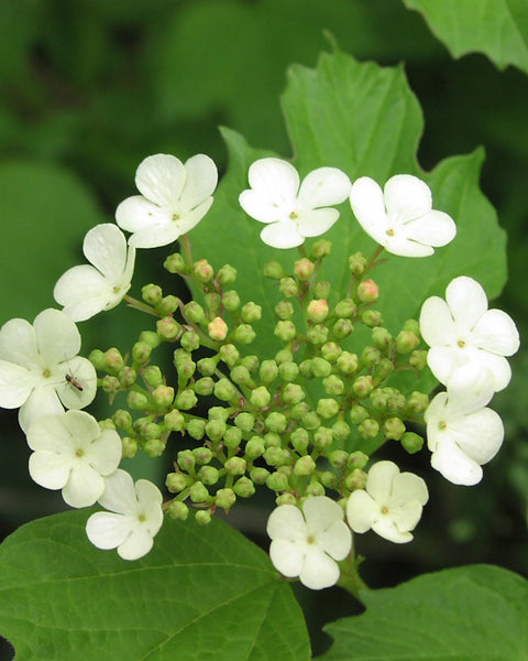 Highbush Cranberry (12-24" bare root) Bundle of 25