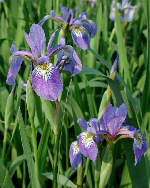 Native Plant Kit - Rain Garden