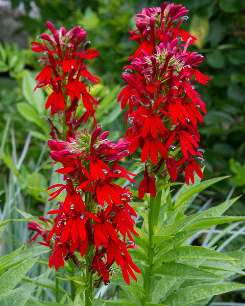 Native Plant Kit - Rain Garden