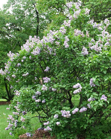Common Lilac (12-24" bare root) Bundle of 25