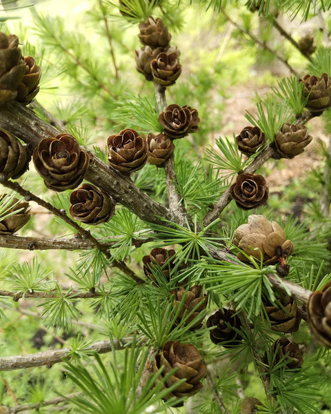 Tamarack (12-18" bare root) Bundle of 25