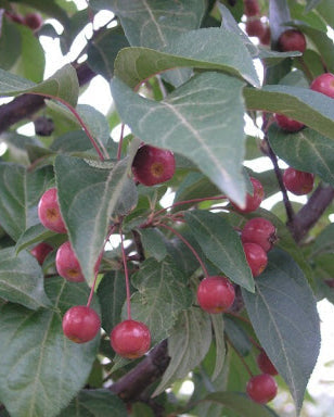 Red Splendor Crabapple (12-24" bare root) Bundle of 25