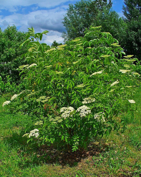 Elderberry (12-24" bare root) Bundle of 25