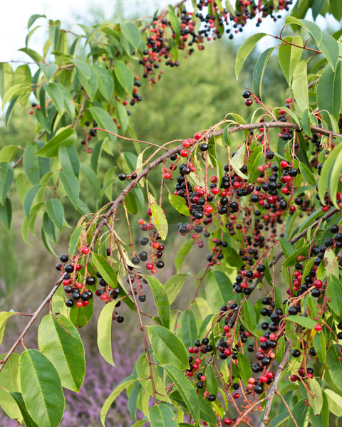 Black Cherry leaves and berries.