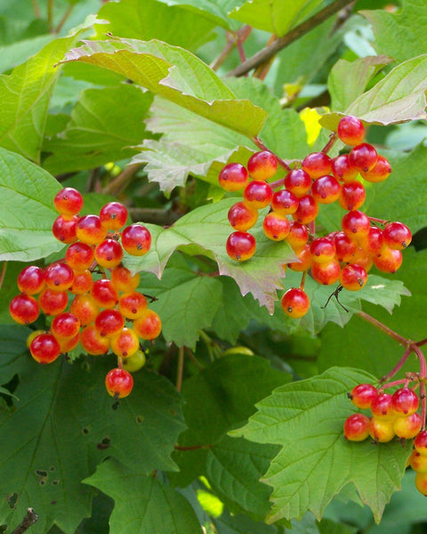 Highbush Cranberry (12-24" bare root) Bundle of 25