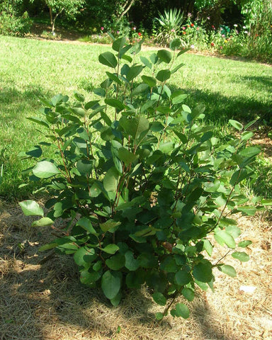Juneberry/Serviceberry (12-24" bare root) Bundle of 25