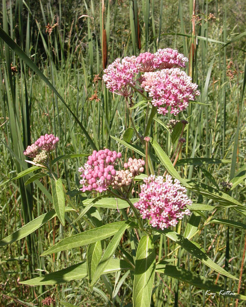 Native Plant Kit - Rain Garden