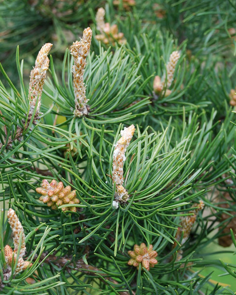 Jack Pine (9-15" bare root) Bundle of 25