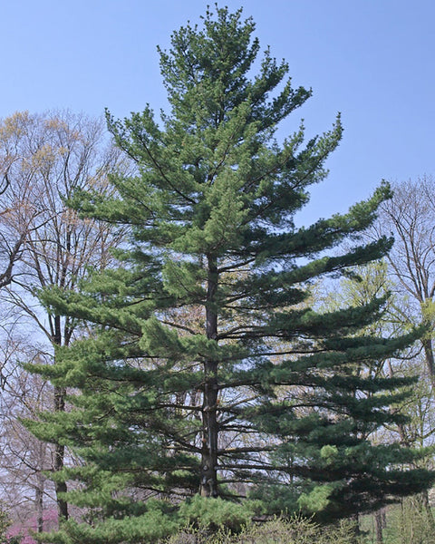 White Pine (7-15" bare root) Bundle of 25