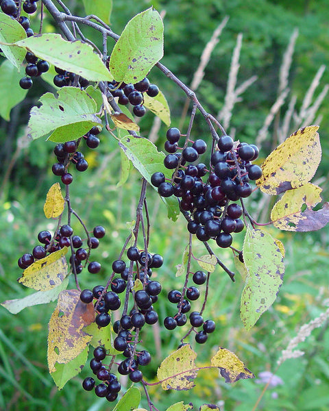 Chokecherry (12-24" bare root) Bundle of 25