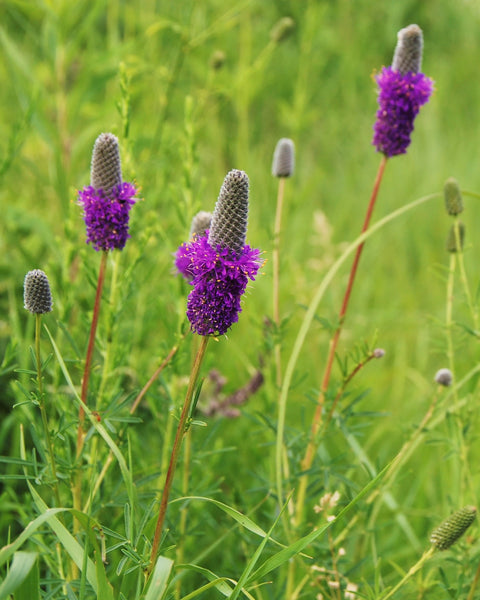 Native Plant Kit - Backyard Prairie Kit