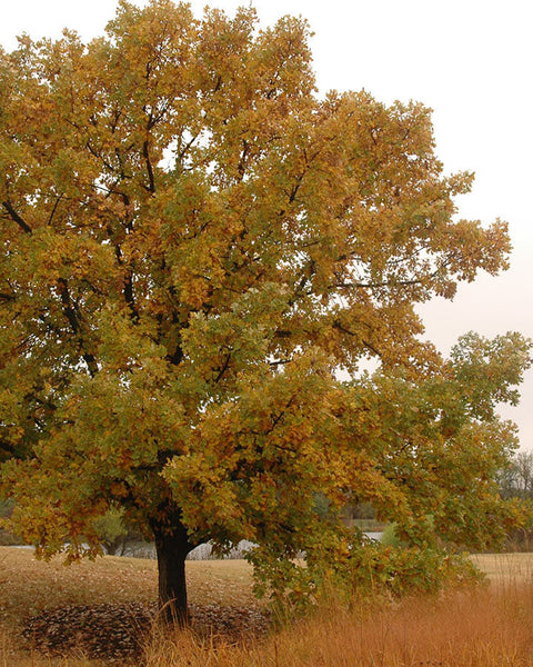 Bur Oak (12-24" bare root) Bundle of 25