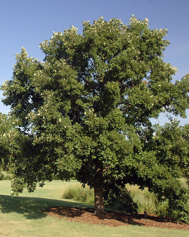 Bur Oak (12-24" bare root) Bundle of 25