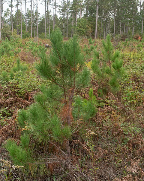 Norway/Red Pine (8-18" bare root) Bundle of 25