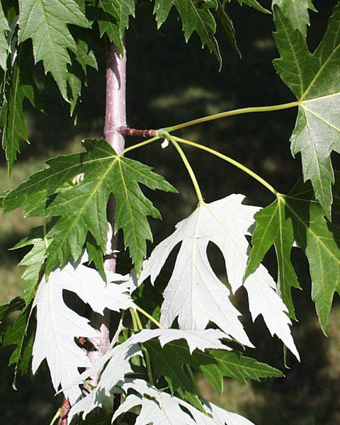 Silver Maple (12-24" bare root) Bundle of 25