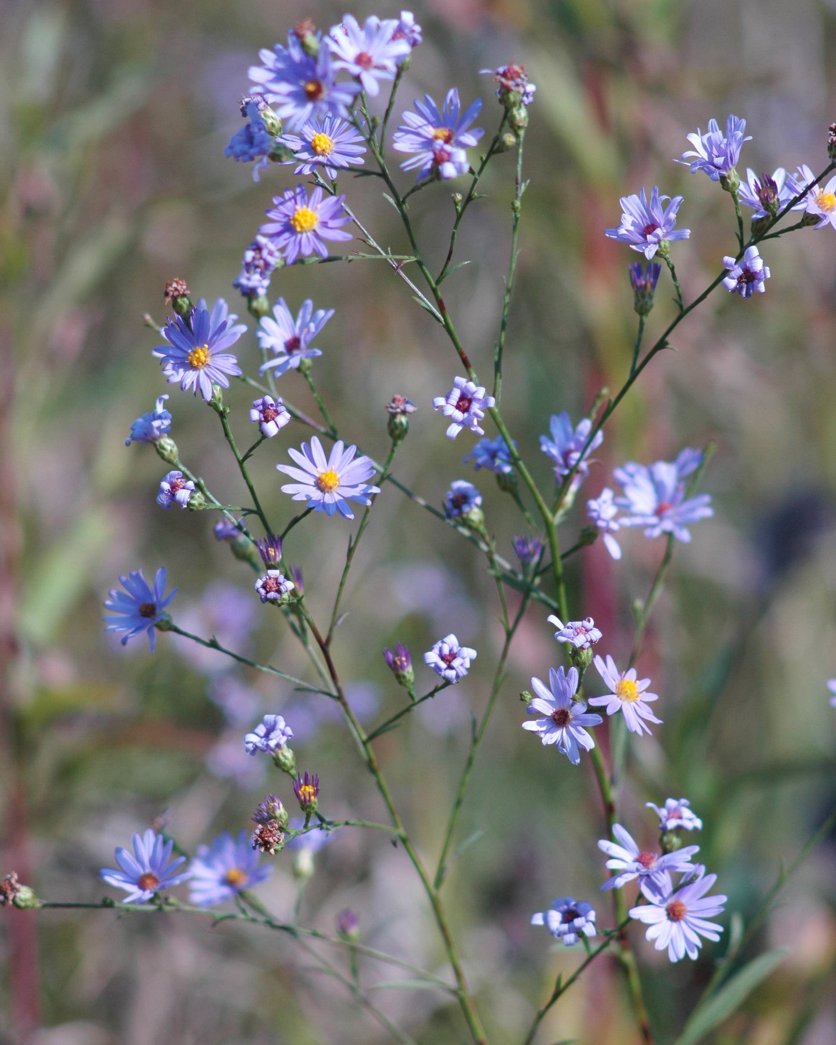 Native Plant Kit - Backyard Prairie Kit