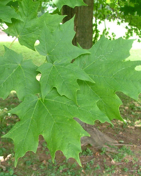 Sugar Maple (12-24"bare root) Bundle of 25