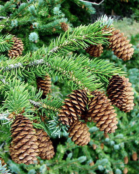 White Spruce (5-12" bare root) Bundle of 25