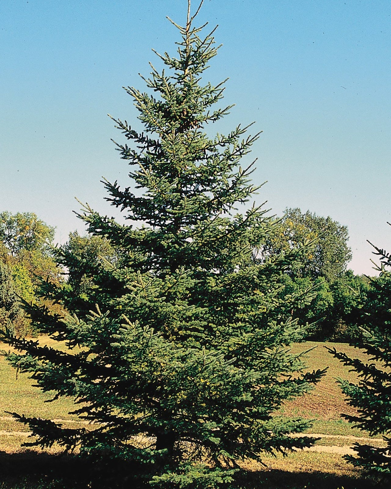 White Spruce (1 gallon potted)